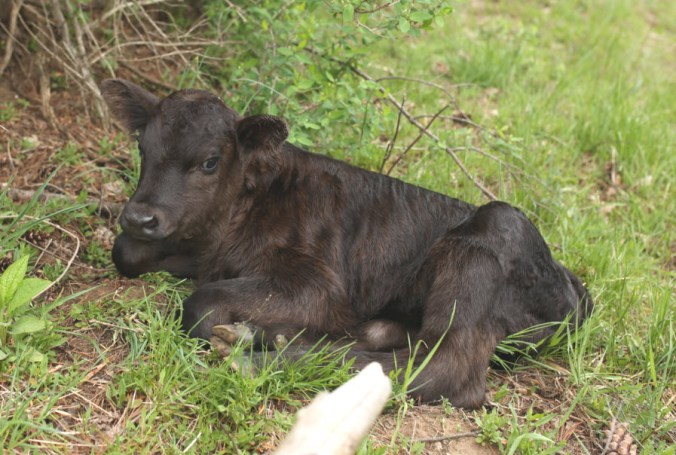 Frontier_one day old